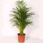 Areca Palm